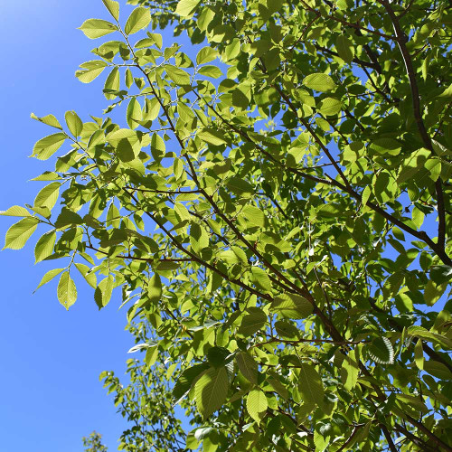 Ulmus americana 'Jefferson'