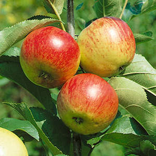 Malus domestica 'Liberty'