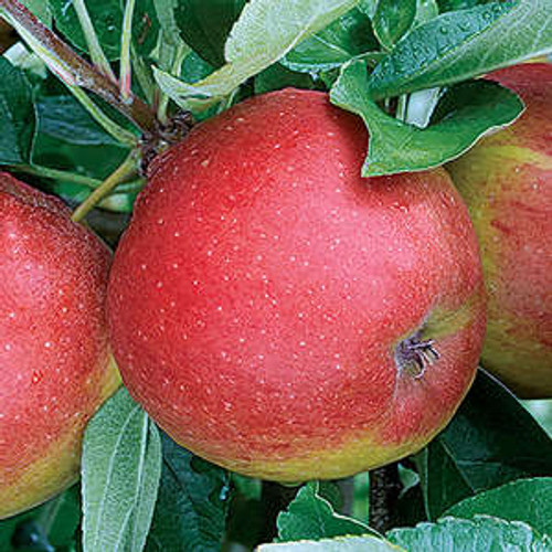 Malus domestica 'Macoun'