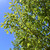 Ulmus americana 'Jefferson'