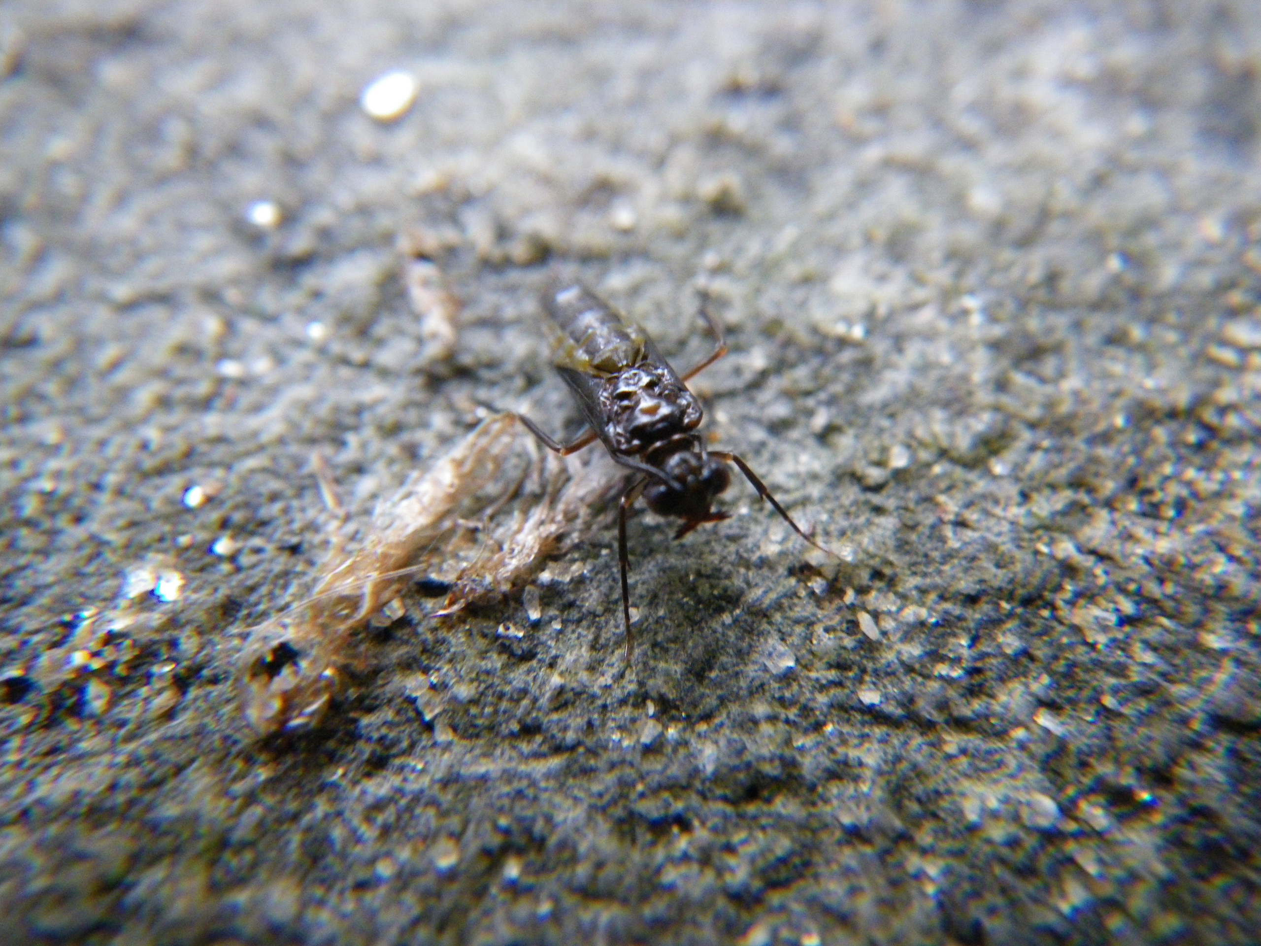 winter caddis fly pattern