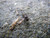 Winter Caddis Foam Emerger