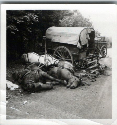 WW2 German Horse Casualty Picture