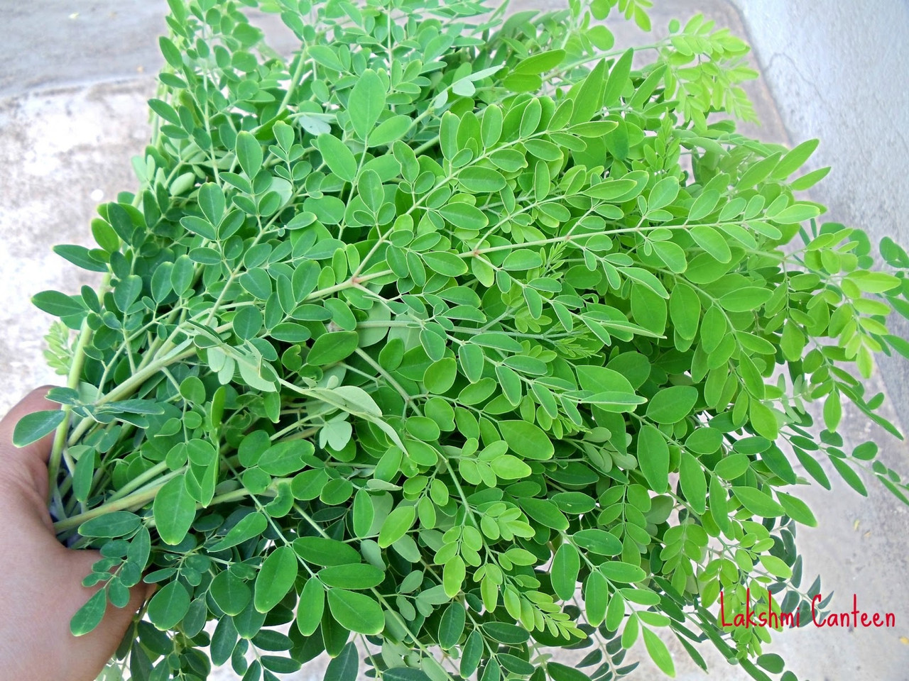 Drumstick / Moringa Leaf (per bag) - Mantra Bazaar