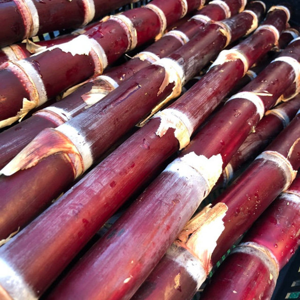 Sugarcane Red (ea) FULL LENGTH (Pongal/Sankranti Special)