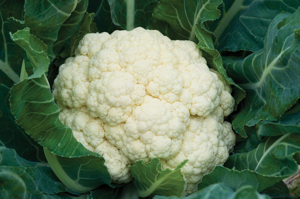 Cauliflower (ea)