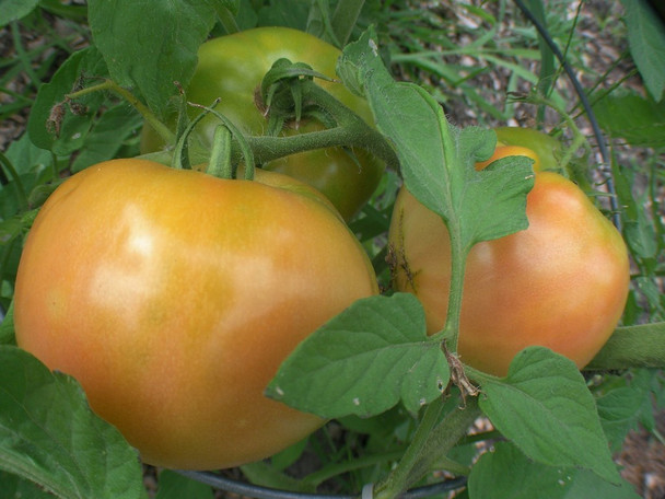 Tomato (per lb)