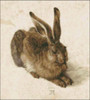 A Young Hare