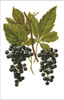 Wine Grapes Cross Stitch Pattern