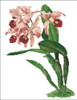 Orchid Pattern 707 (Cattleya Lawrenceana)