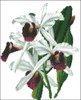 Orchid Pattern 715 (Orchid Laelia Purpurata)