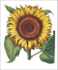 Sunflower - Besler