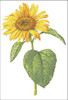 Common Sunflower