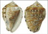 Sea Shell Pattern 801