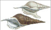 Sea Shell Pattern 814