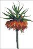 Crown Imperial