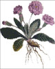 Double Lilac Primrose