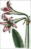 Superb Amaryllis