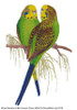 RSBL Parakeet Budgerigar
