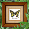 Butterfly Pattern 803