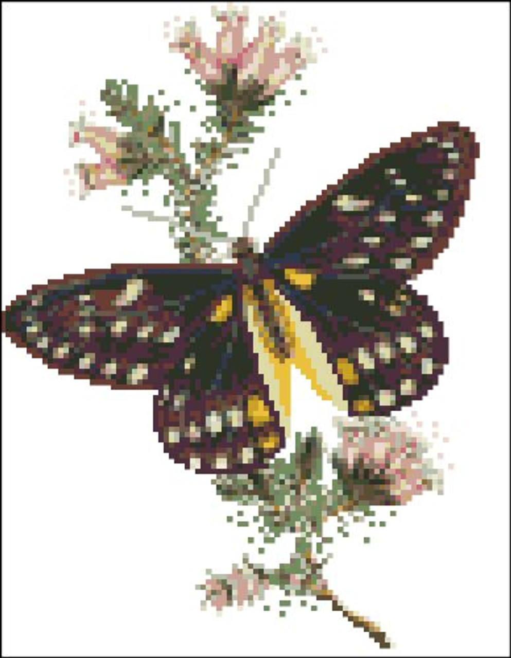 Belladona Butterfly