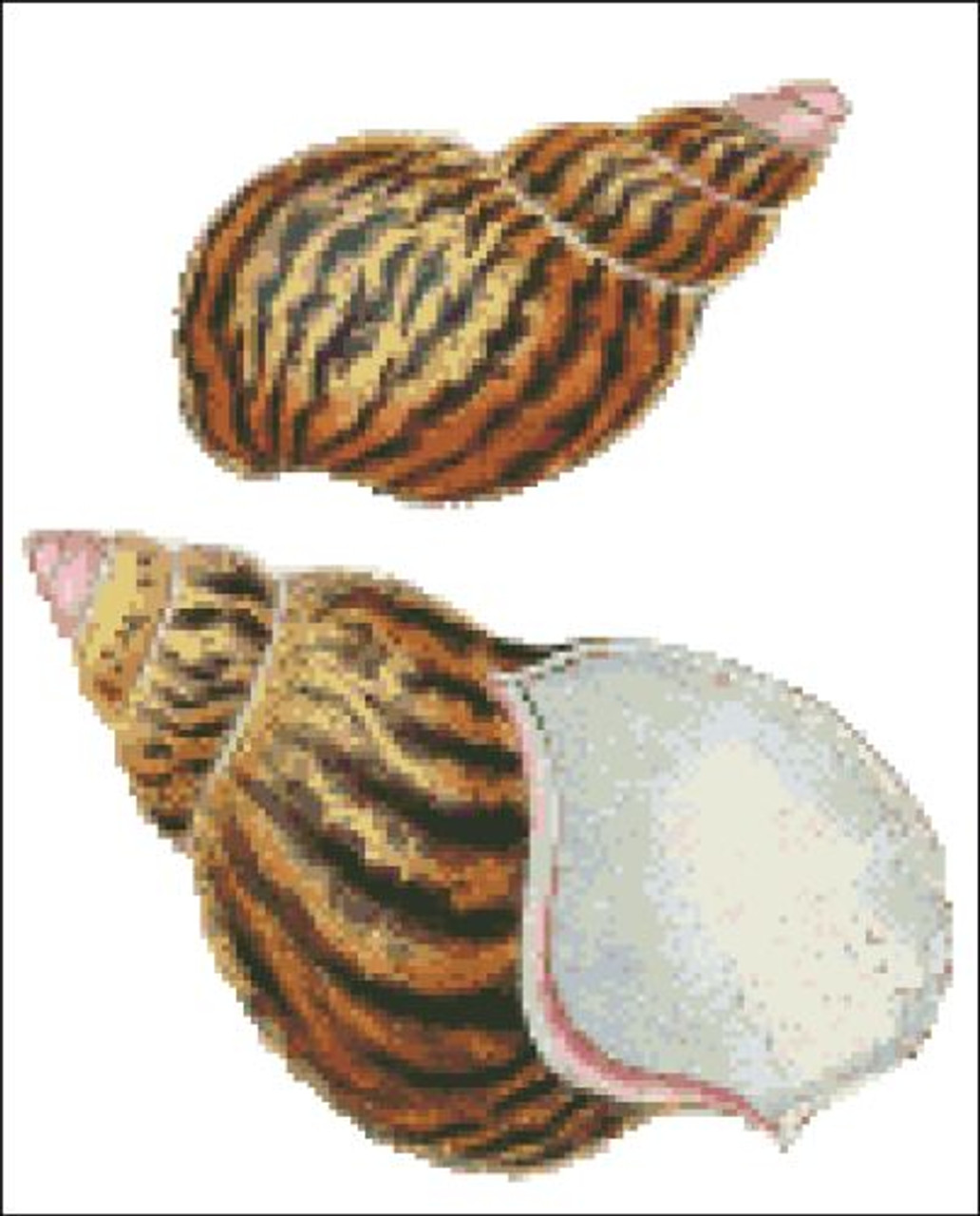Sea Shell Pattern 805