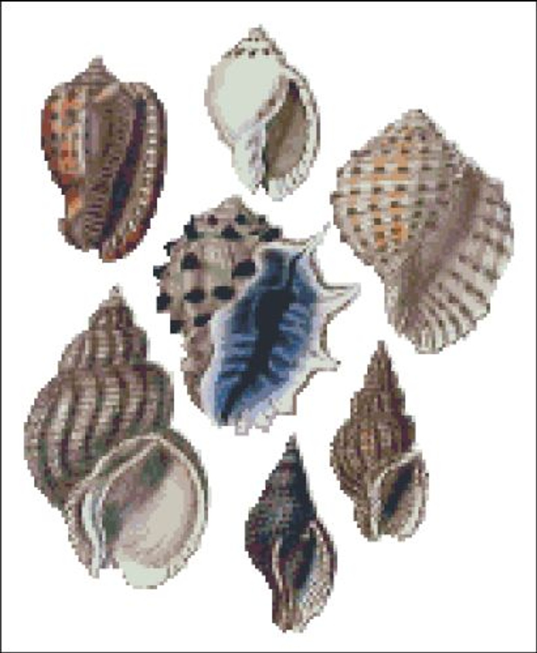 Sea Shell Pattern 816