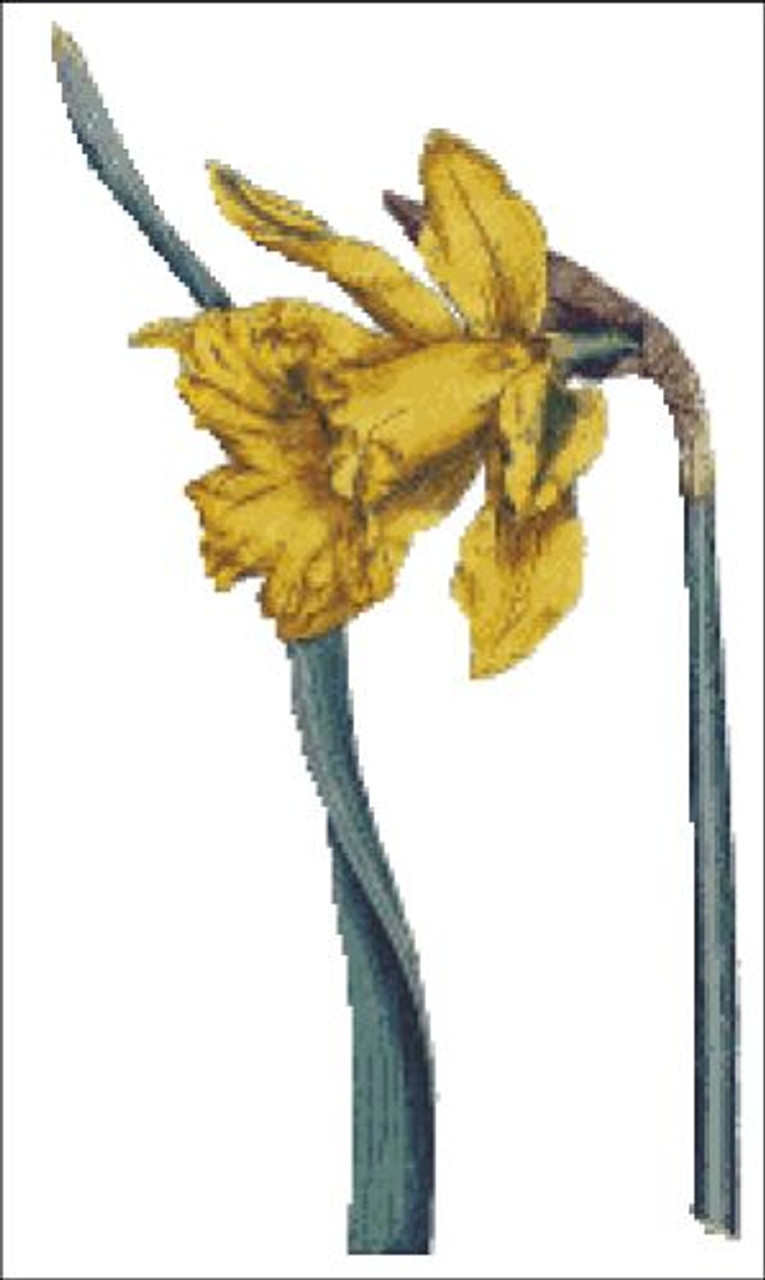 Great Daffodil