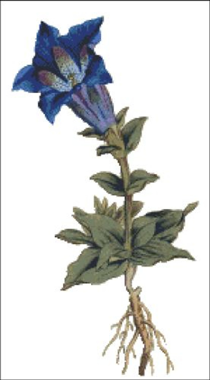 Large Flowered Gentian