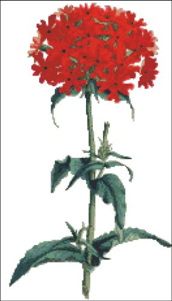 Scarlet Lychnis