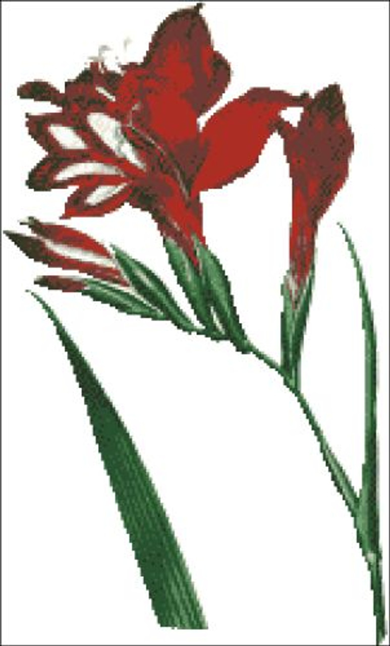 Superb Gladiolus