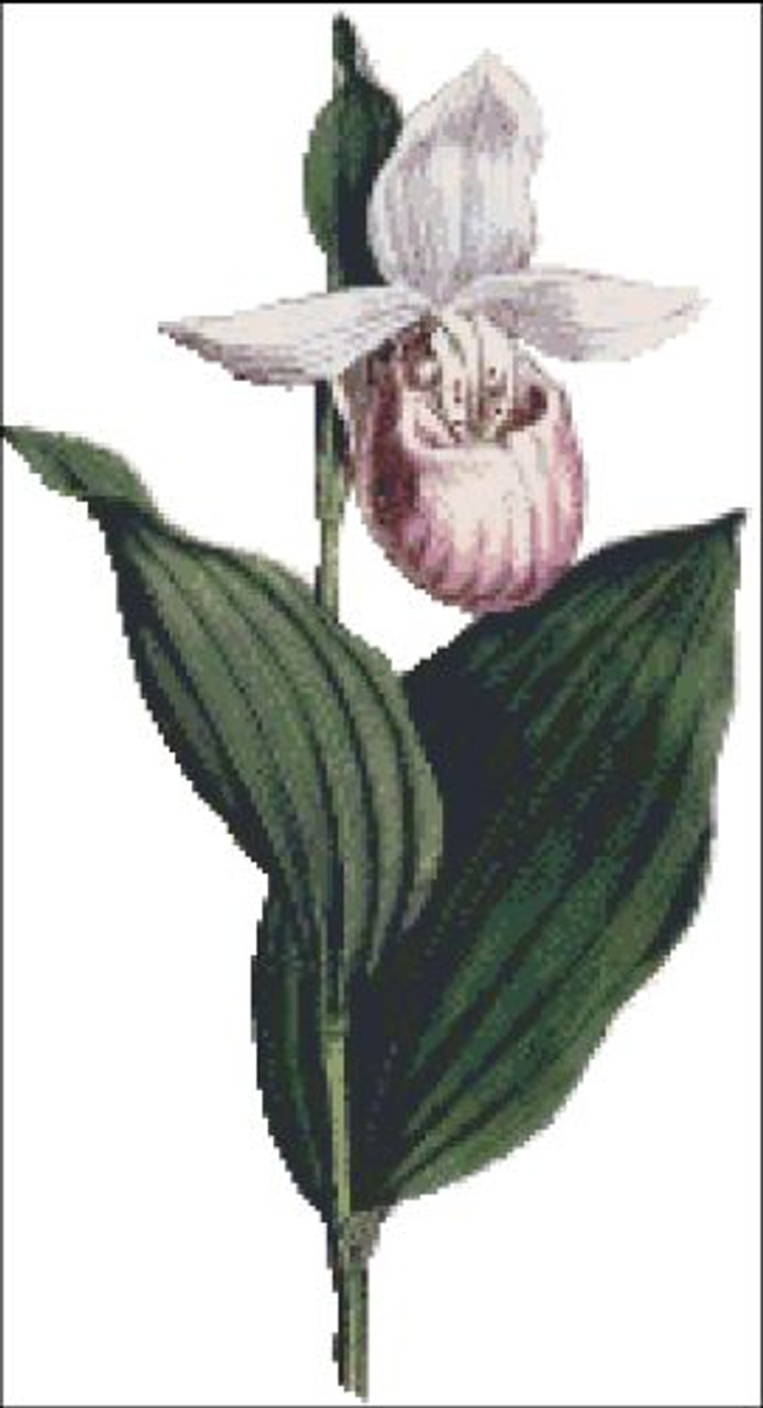 White Petal'd Ladies Slipper