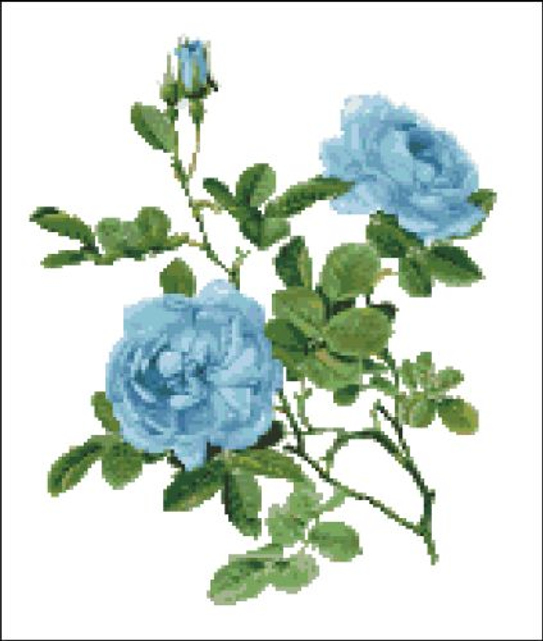 Rosa Alba Blue Rose