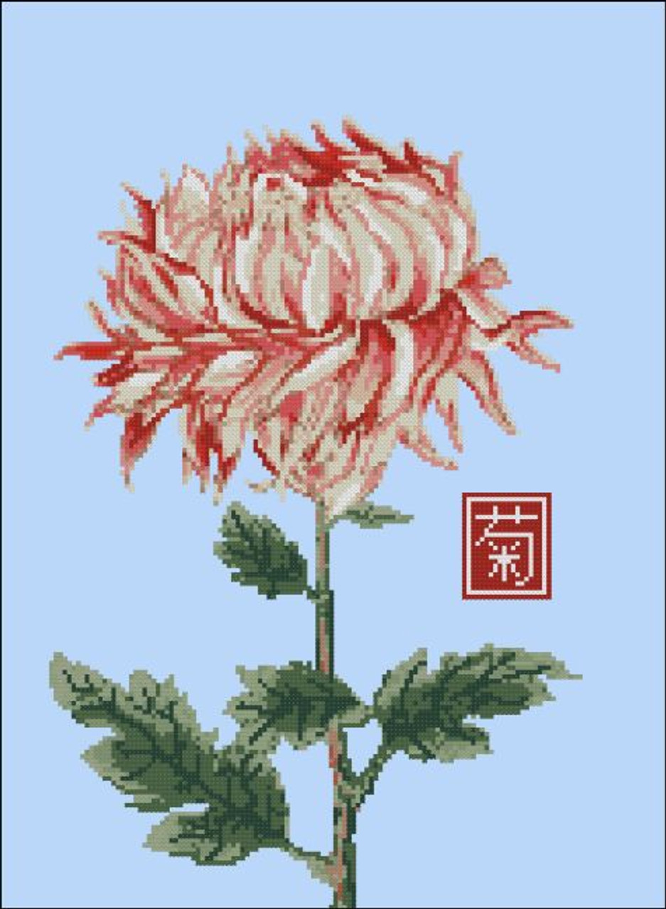 Japanese Chrysanthemum Red White