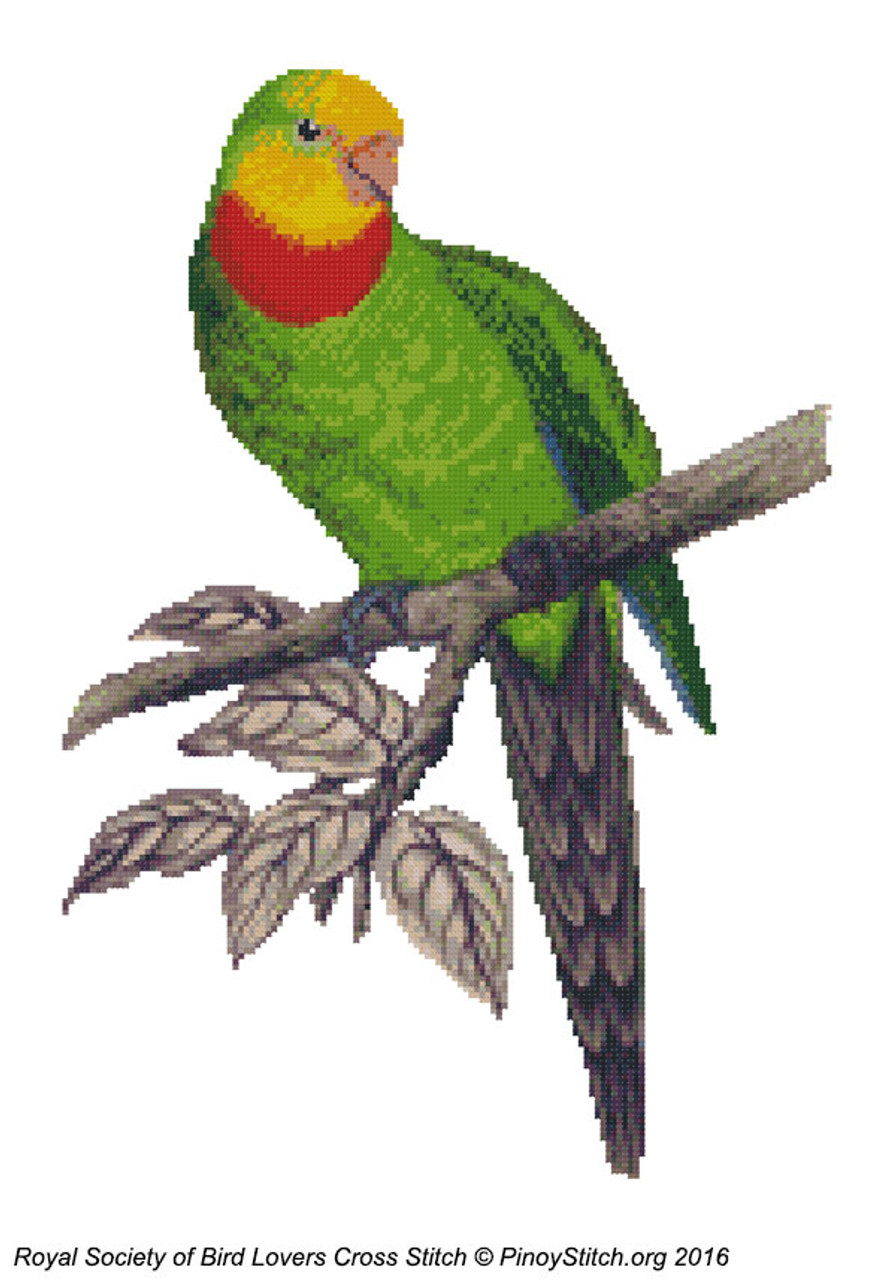 RSBL Parakeet Barrabands