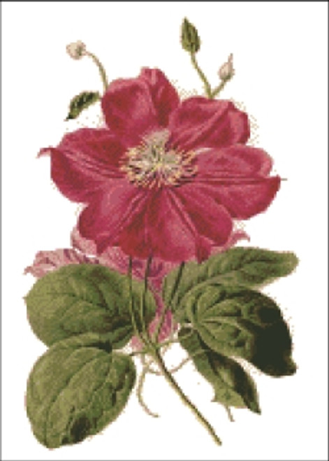 Clematis Flower Cross Stitch Pattern Clematis Flower Cross Stitch Pattern