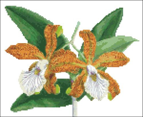 Orchid Pattern 709 (Cattleya Velutina)