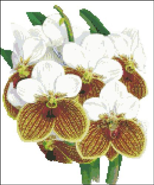 Orchid Pattern 712 (Orchid Sanderiana) Orchid Pattern 712 (Orchid Sanderiana)