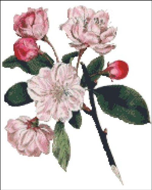 Chinese Apple Tree