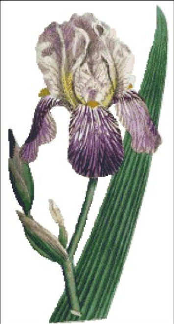 Elder Scented Iris