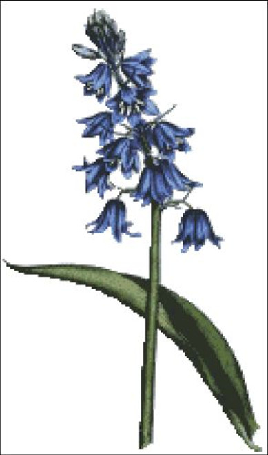 Scilla Campanulata