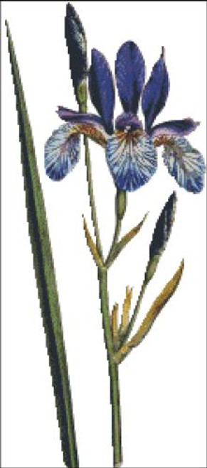 Siberian Iris