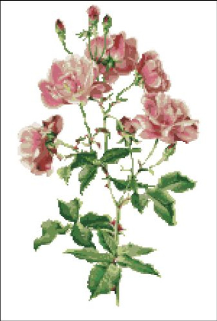 Rosa Chinensis Rose