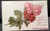 Lot 2 Rose & Floral Conwell Postcard Antique