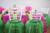 Cactus Cutie Party Kit Tutus