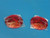 For Harley-DavidsonTurn Signal Flat 3.25" Lenses Red