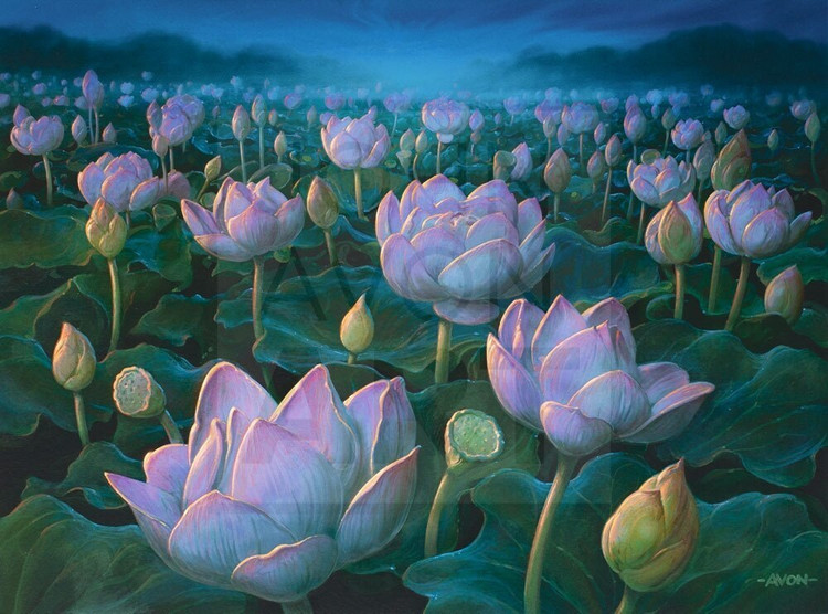 Lotus Field