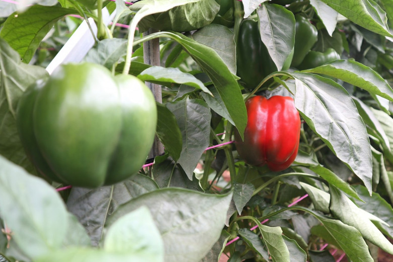 Maximising Capsicum Production