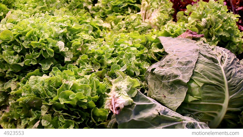 Growing Lettuces in Winter in a greenhouse in Auckland