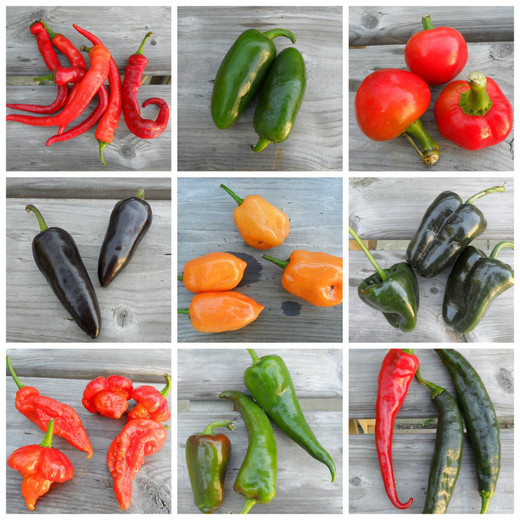 Growing Peppers in a Greenhouse